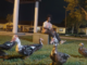 Lil Birdie Lyrics - Kodak Black